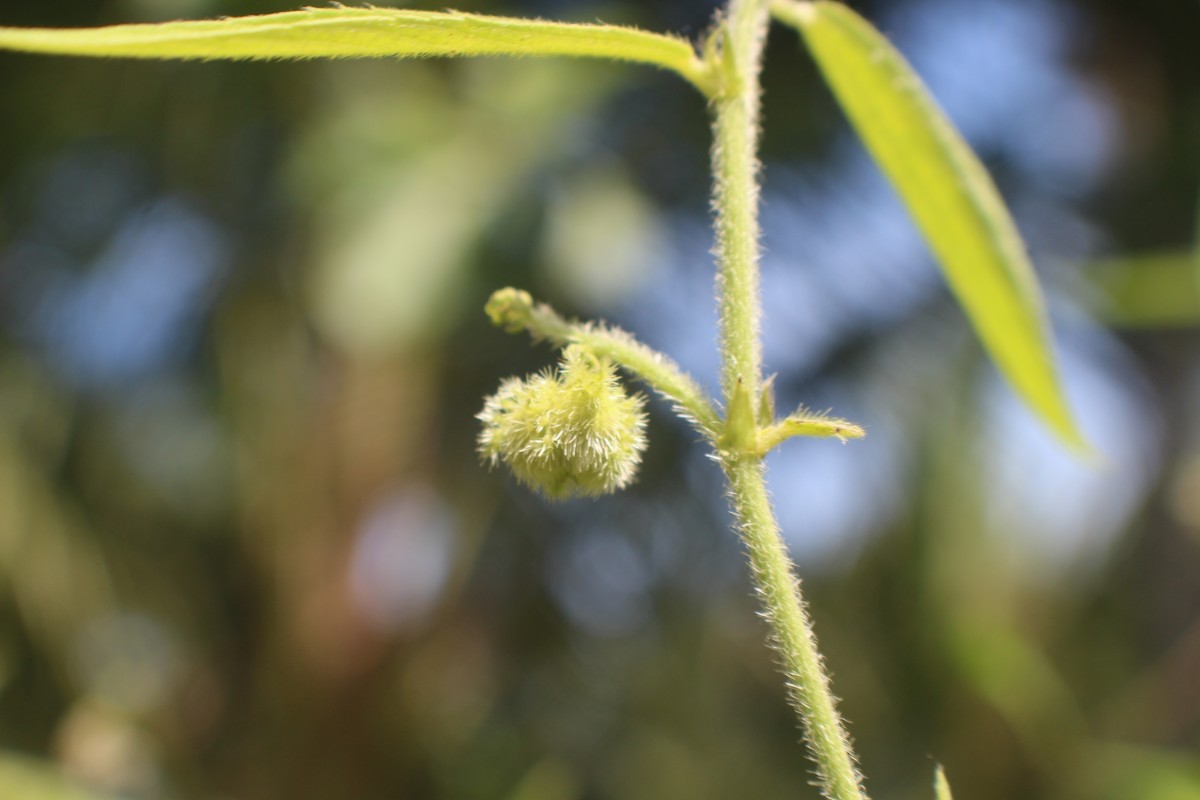 Tragia involucrata L.